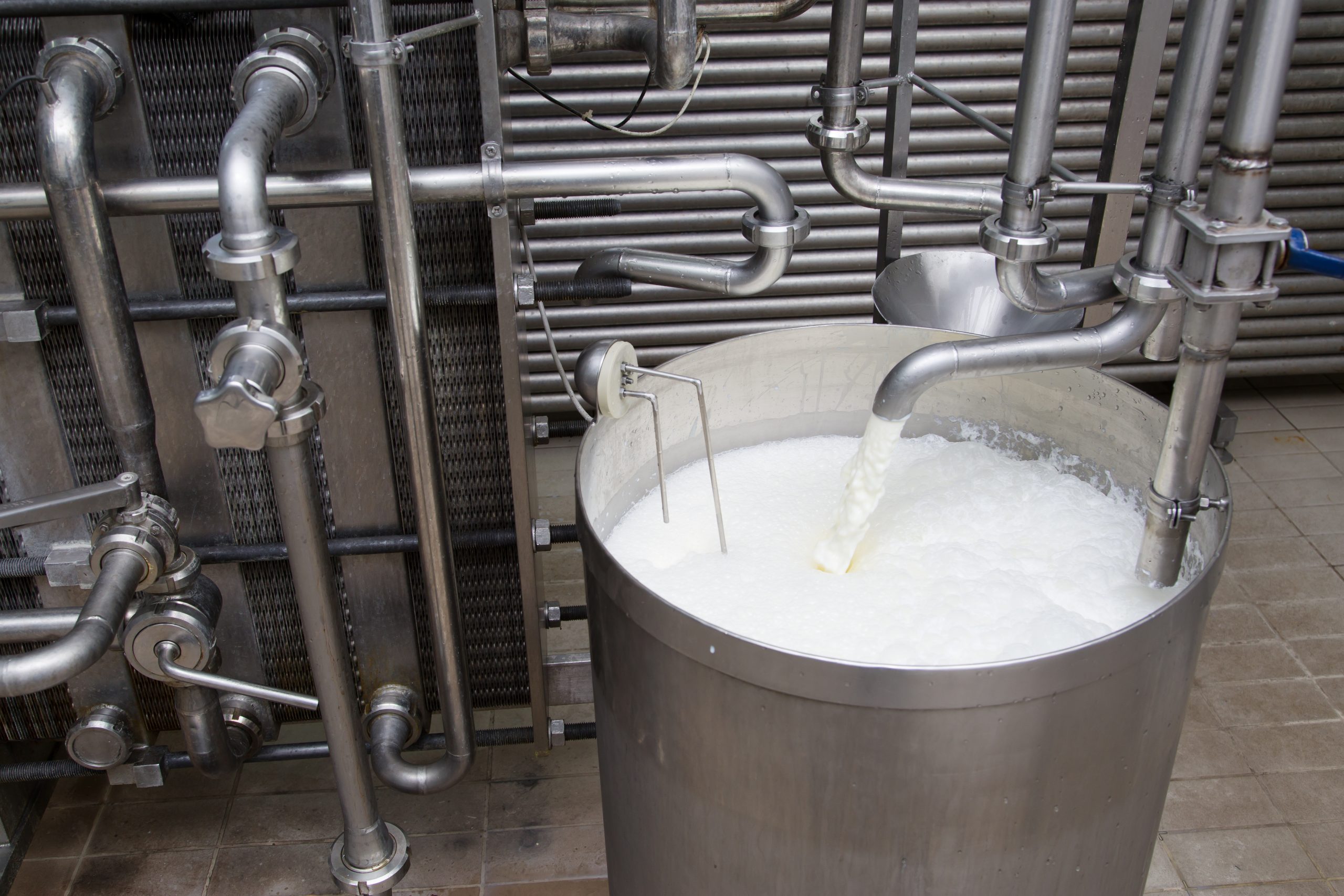 Process Of Filling The Milk Storage Tank  In Modern Dairy
