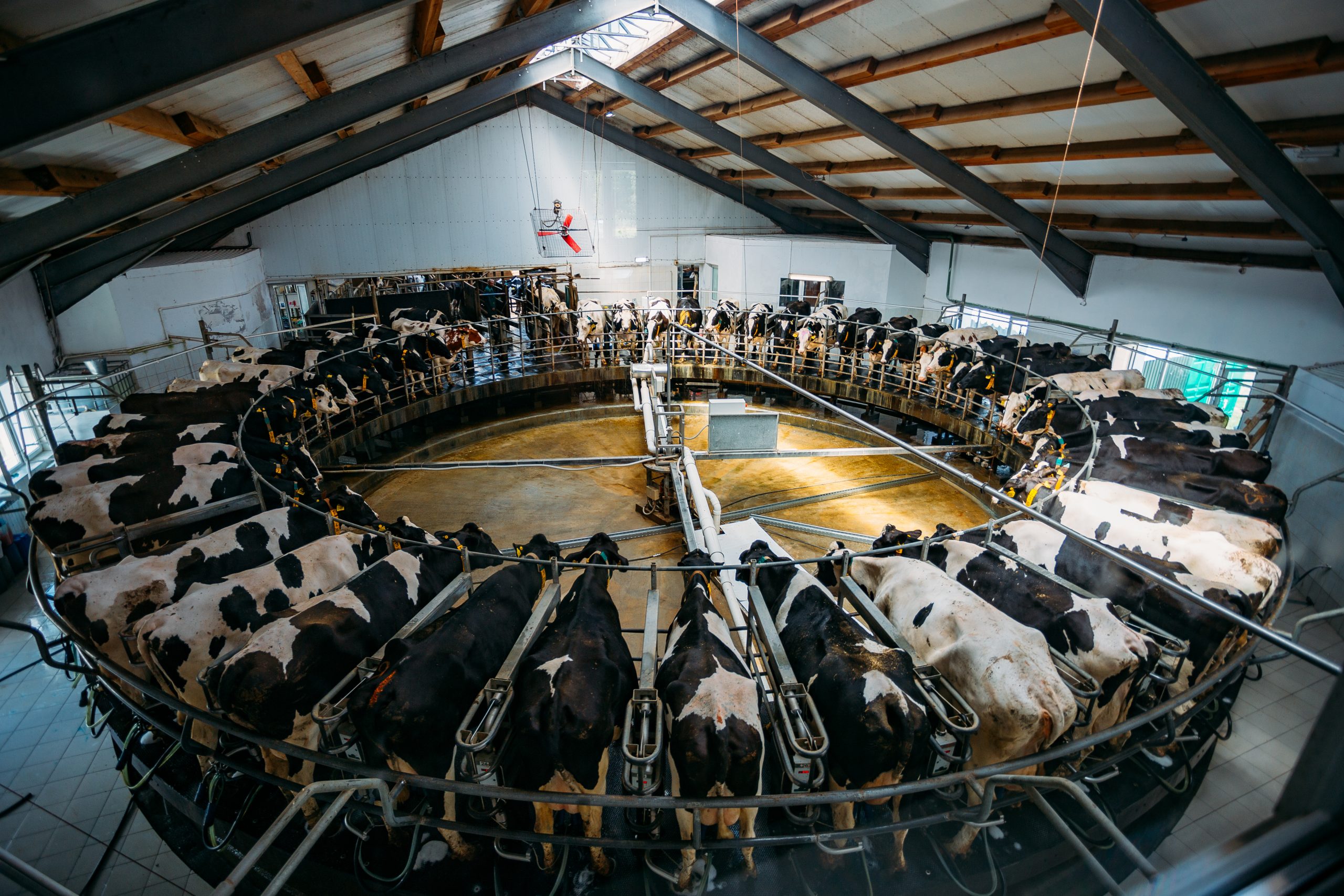 Robotic automatic industrial milking rotary system in modern dia