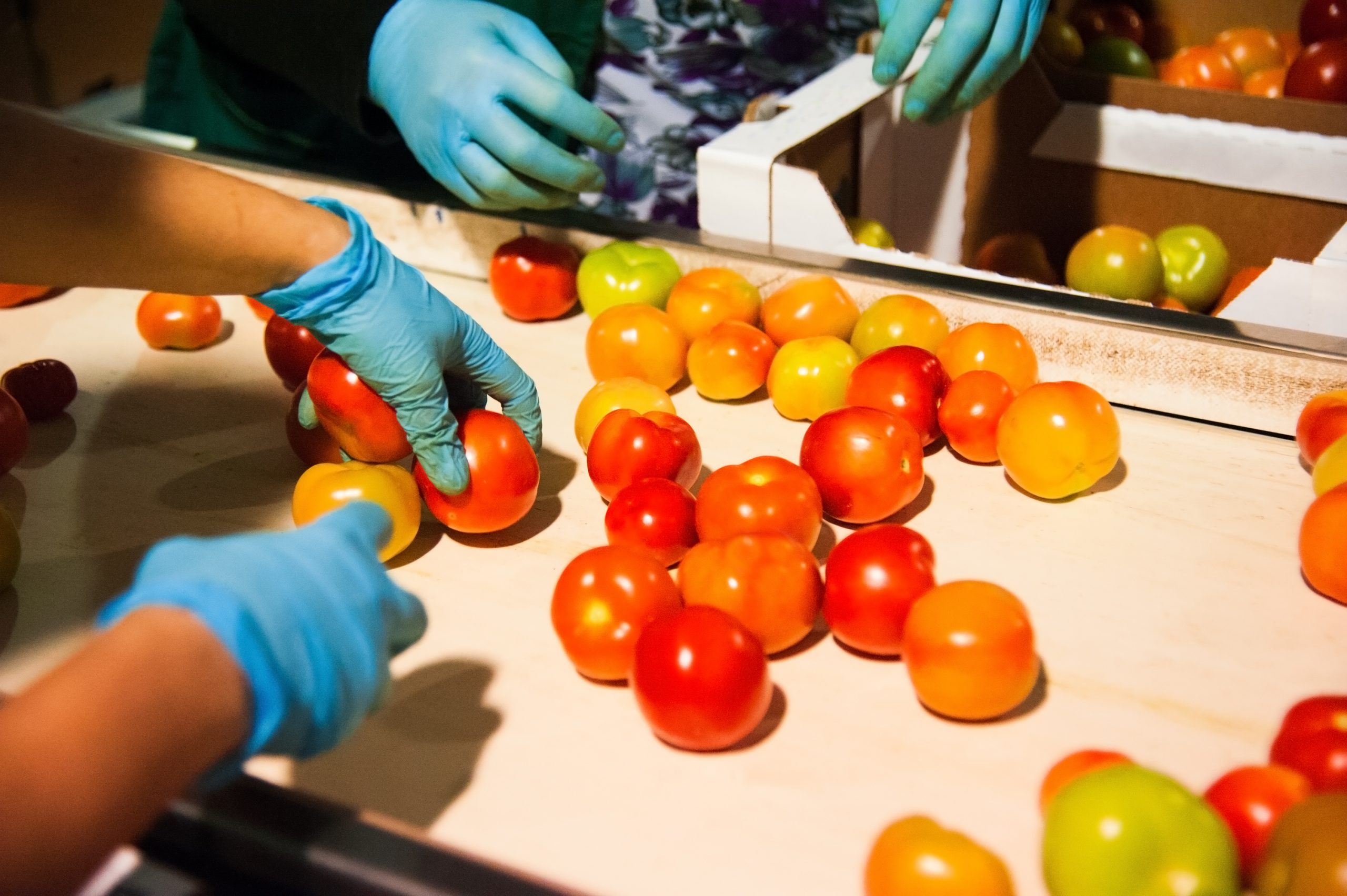 Sorting and processing red tomatoes on vegetable processing factory